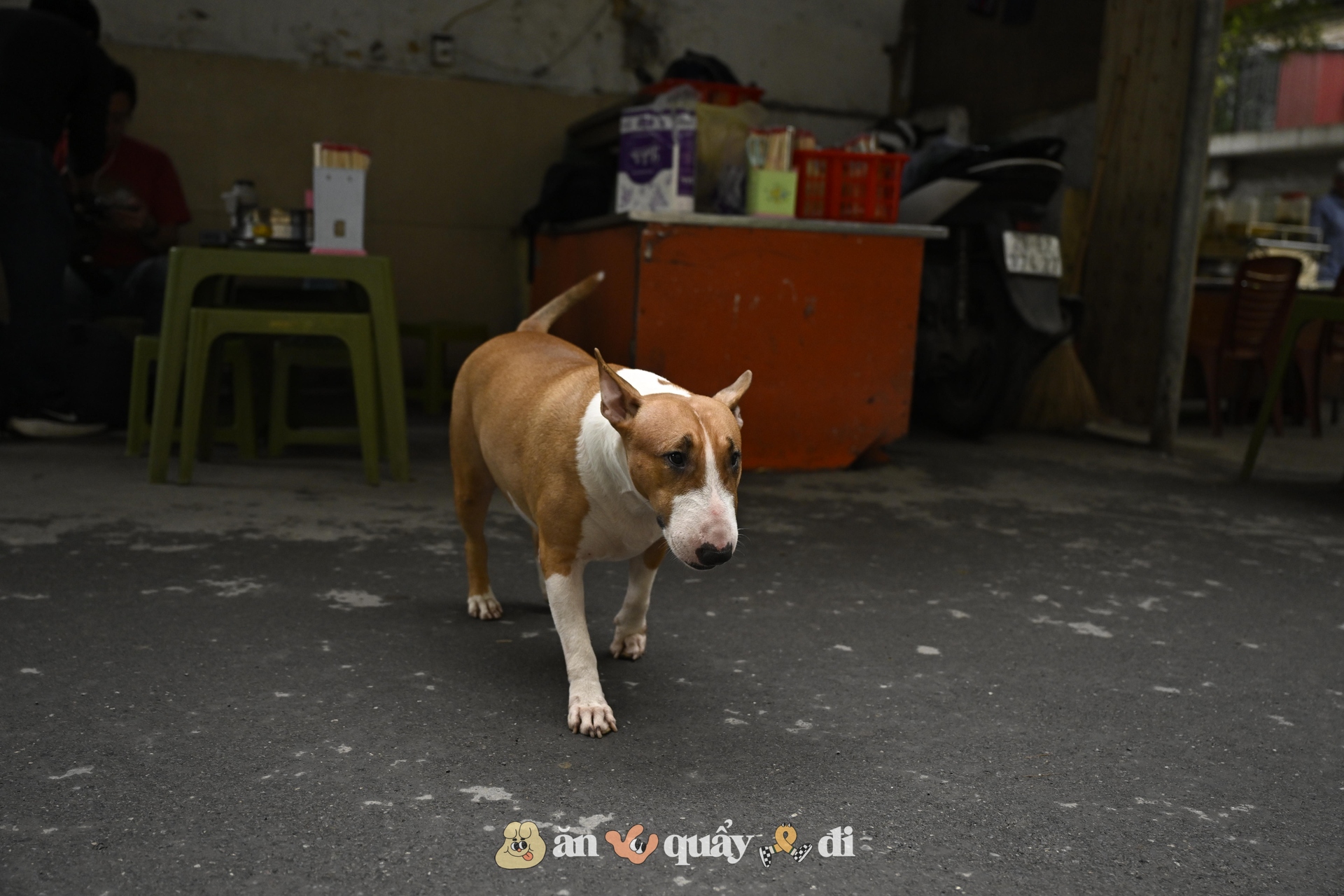 Khách xếp hàng từ sớm để gặp chú chó "nuôi được cả chủ" ở Hà Nội- Ảnh 3.