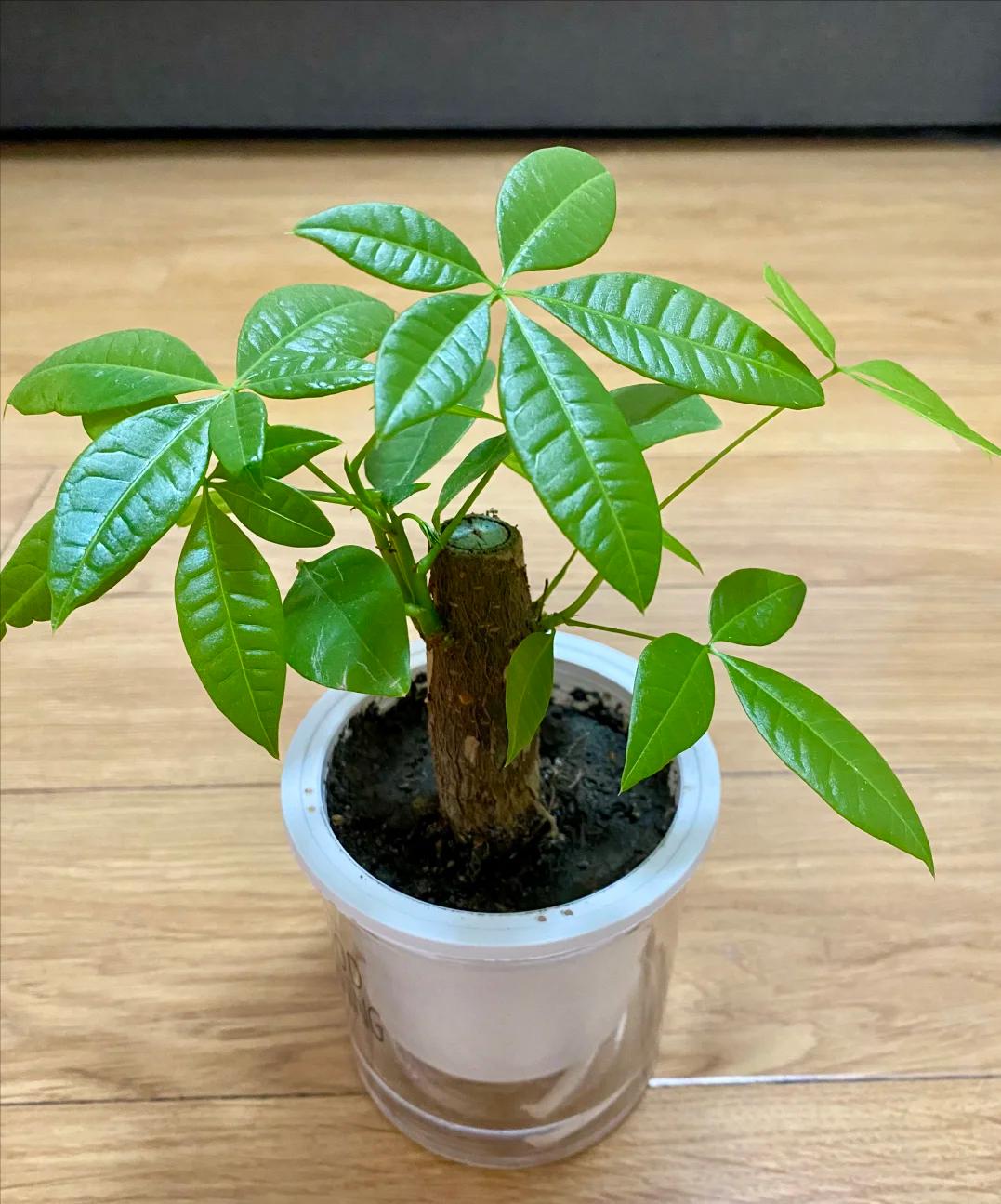 Phong thủy cảnh báo: 5 loại cây tuyệt đối không nên đặt ở phòng khách, kẻo “rước xui xẻo” và mất lộc trong nhà- Ảnh 4. Phong thủy cảnh báo: 5 loại cây tuyệt đối không nên đặt ở phòng khách, kẻo “rước xui xẻo” và mất lộc trong nhà- Ảnh 4.