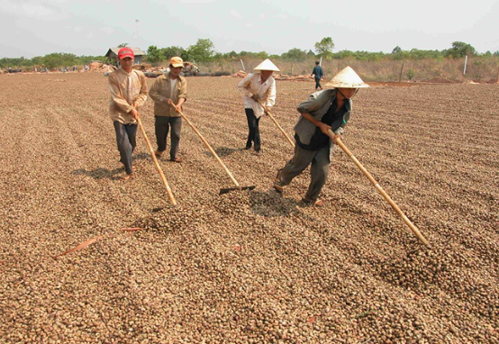 campuchia chau phi dua nhau dua vao viet nam mot loai nong san quan trong la tro luc giup nuoc ta xuat khau bo xa the gioi gia ngay cang dat do