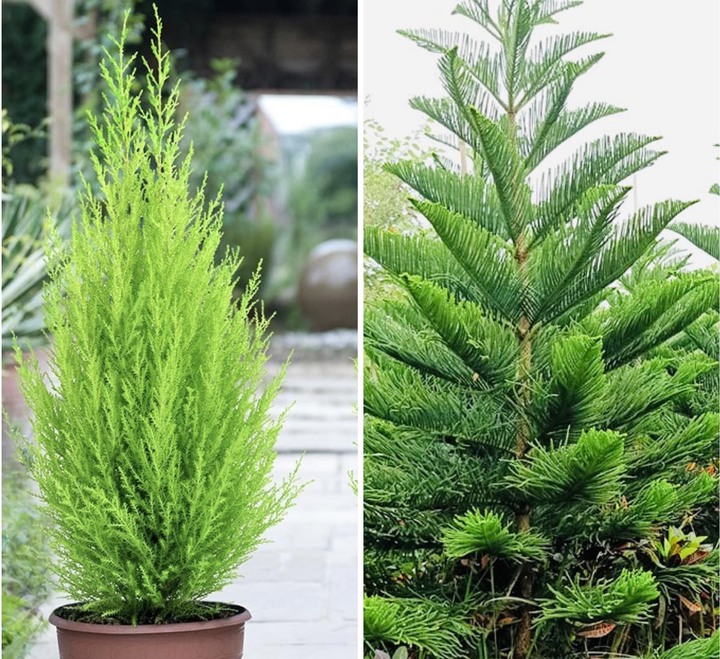 Không phải mê tín, đây là 3 loại cây càng trồng càng may mắn, đẹp sang hơn cả hoa, được nhà giàu thích mê- Ảnh 1. Không phải mê tín, đây là 3 loại cây càng trồng càng may mắn, đẹp sang hơn cả hoa, được nhà giàu thích mê- Ảnh 1.