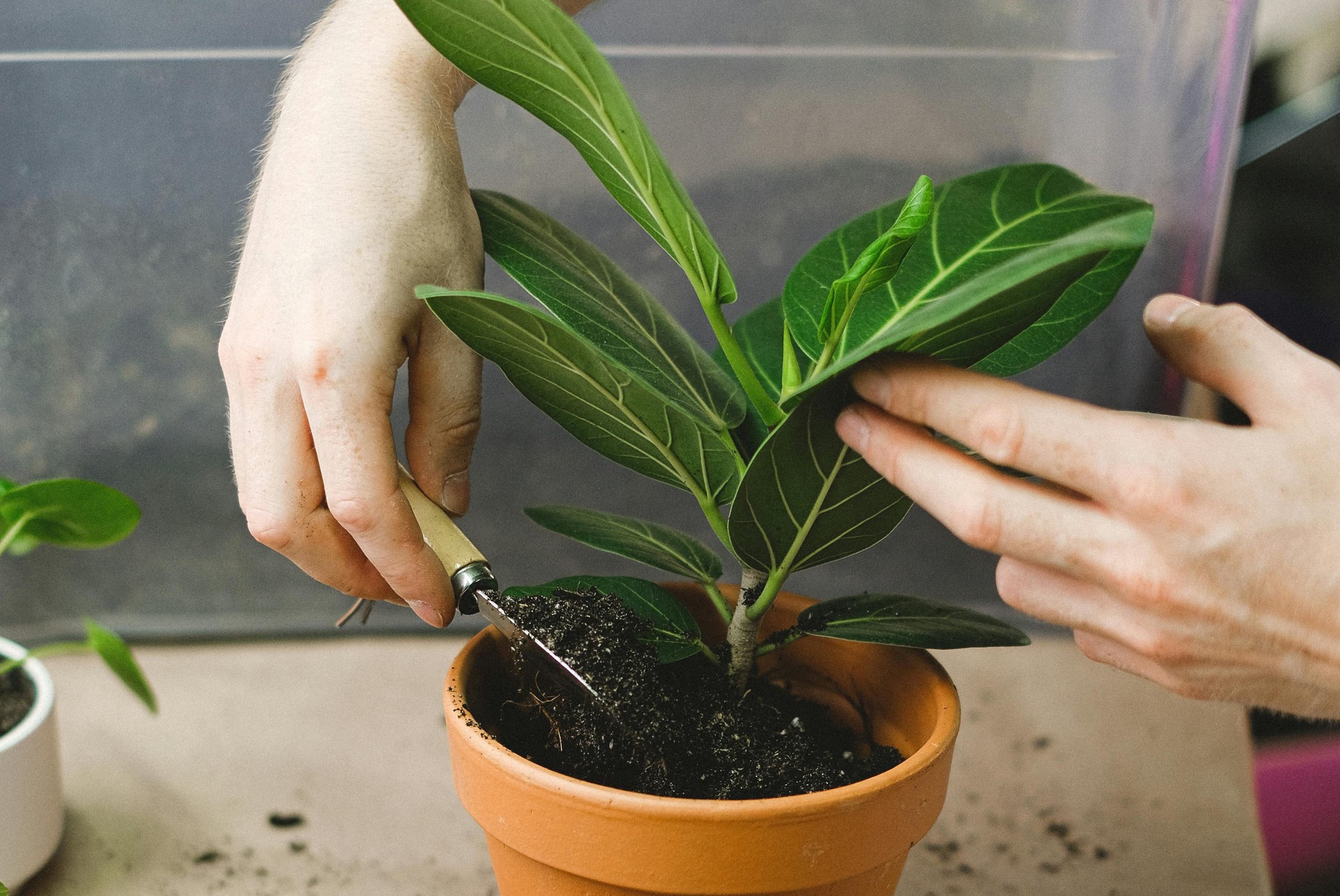 8 loại cây hàng đầu thu hút tài lộc cho bàn làm việc của bạn, đặc biệt nên trồng trong năm 2026!- Ảnh 4. 8 loại cây hàng đầu thu hút tài lộc cho bàn làm việc của bạn, đặc biệt nên trồng trong năm 2026!- Ảnh 4.