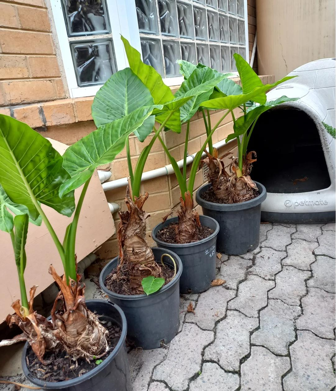 Phong thủy cảnh báo: 5 loại cây tuyệt đối không nên đặt ở phòng khách, kẻo “rước xui xẻo” và mất lộc trong nhà- Ảnh 1. Phong thủy cảnh báo: 5 loại cây tuyệt đối không nên đặt ở phòng khách, kẻo “rước xui xẻo” và mất lộc trong nhà- Ảnh 1.