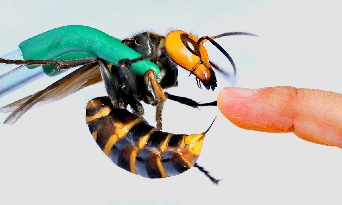 Vụ hai cha con Hiệu trưởng QSI tử vong vì ong bắp cày: Nguyên tắc sơ cứu sống còn khi gặp “sát thủ rừng xanh”- Ảnh 2. Vụ hai cha con Hiệu trưởng QSI tử vong vì ong bắp cày: Nguyên tắc sơ cứu sống còn khi gặp “sát thủ rừng xanh”- Ảnh 2.