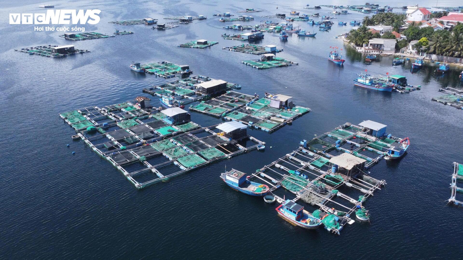 Giá tôm hùm tại Đắk Lắk giảm trước bão số 13 Kalmaegi- Ảnh 7.