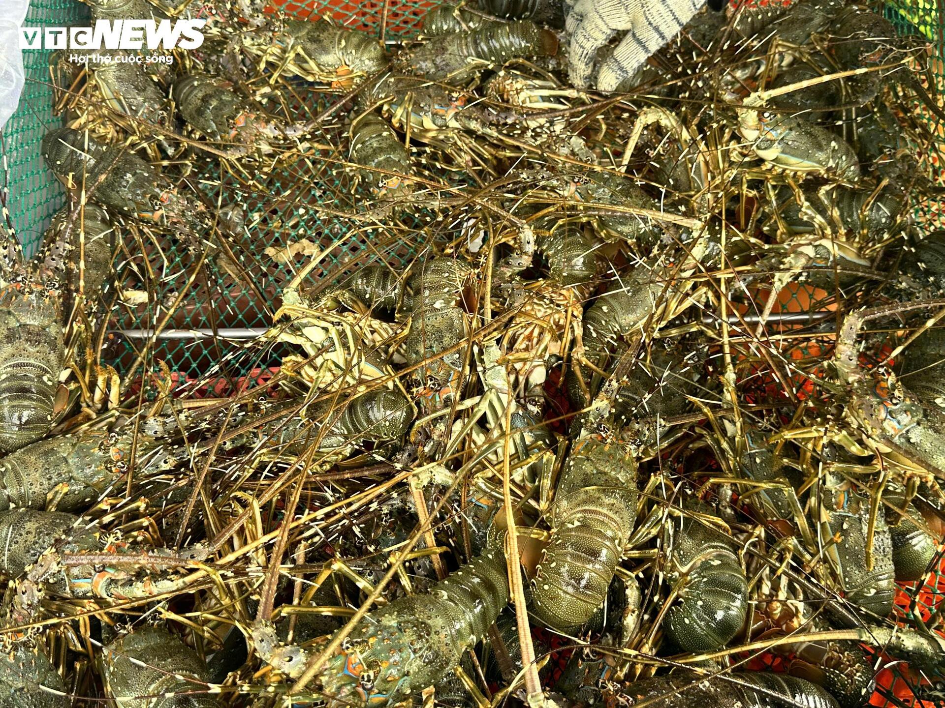 Giá tôm hùm tại Đắk Lắk giảm trước bão số 13 Kalmaegi- Ảnh 5.