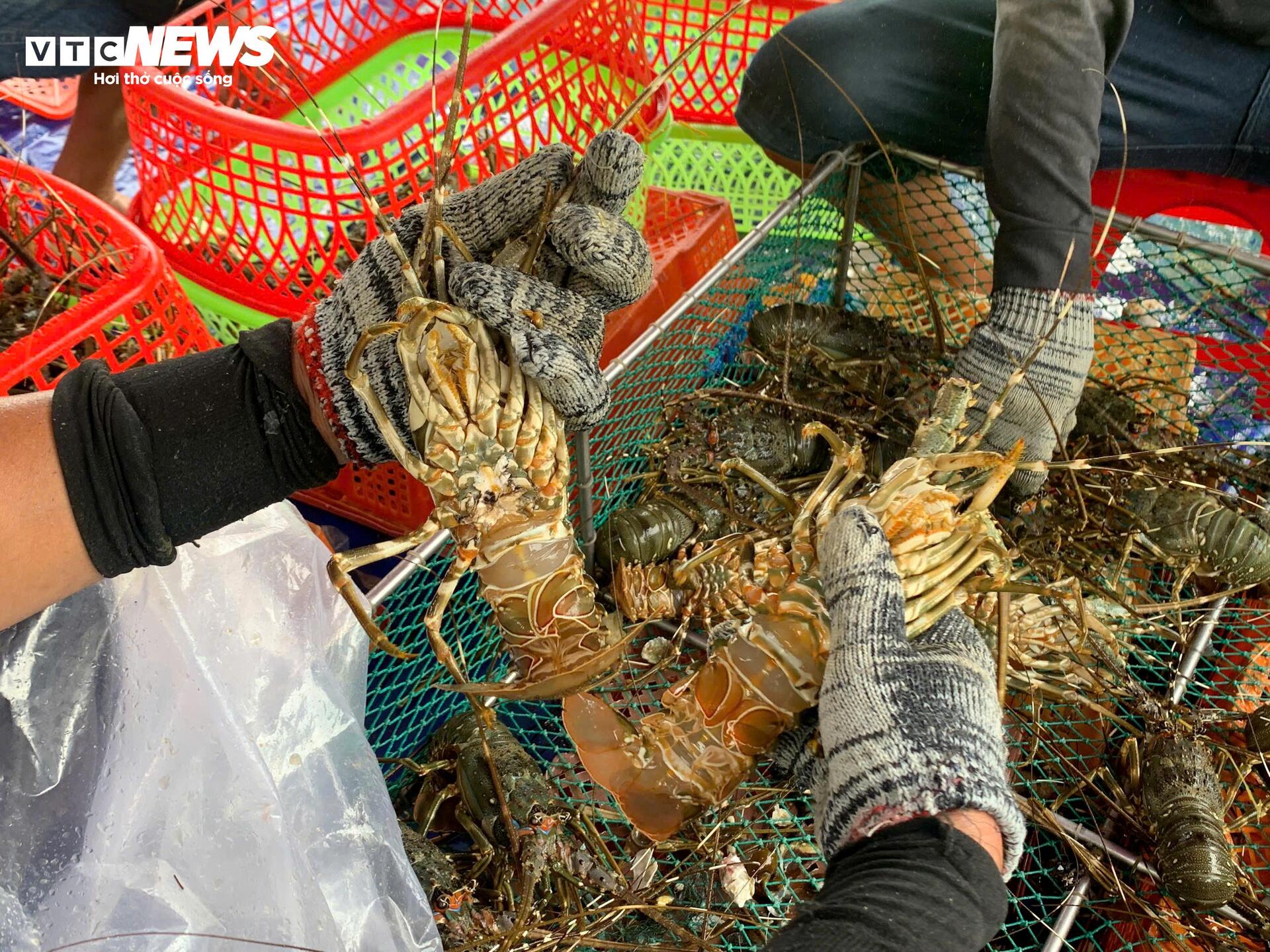 Giá tôm hùm tại Đắk Lắk giảm trước bão số 13 Kalmaegi- Ảnh 6.