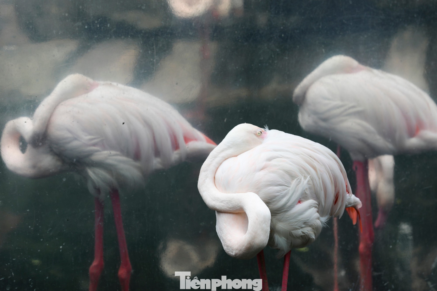 Kỳ tích hồng hạc con đầu tiên chào đời tại Thảo Cầm Viên sau 20 năm- Ảnh 13.