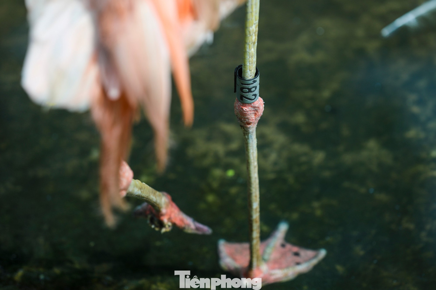 Kỳ tích hồng hạc con đầu tiên chào đời tại Thảo Cầm Viên sau 20 năm- Ảnh 16.