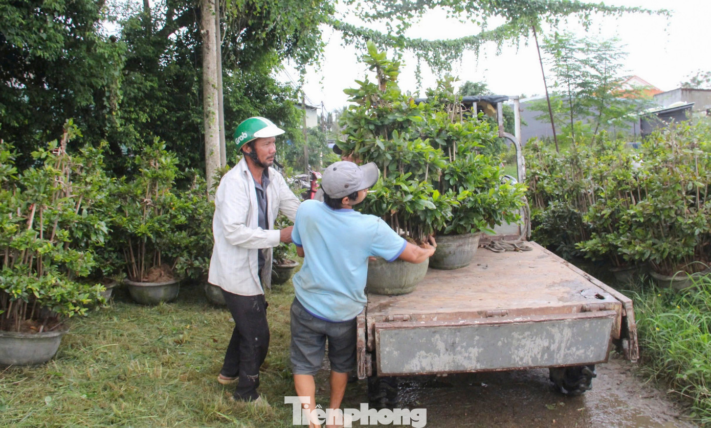 Nông dân trồng mai Tết tất tả 'chạy bão'- Ảnh 6.