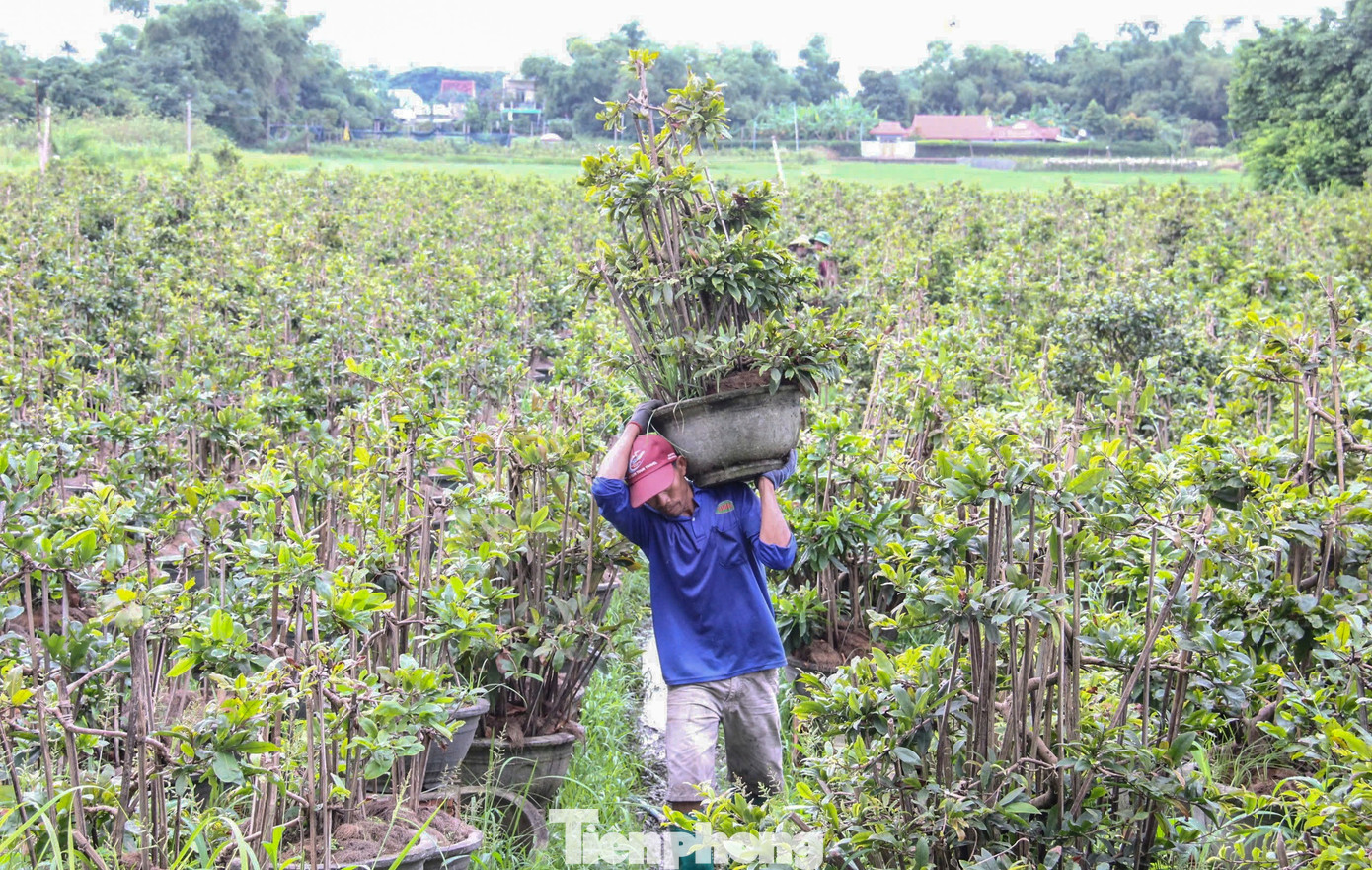 Nông dân trồng mai Tết tất tả 'chạy bão'- Ảnh 1.