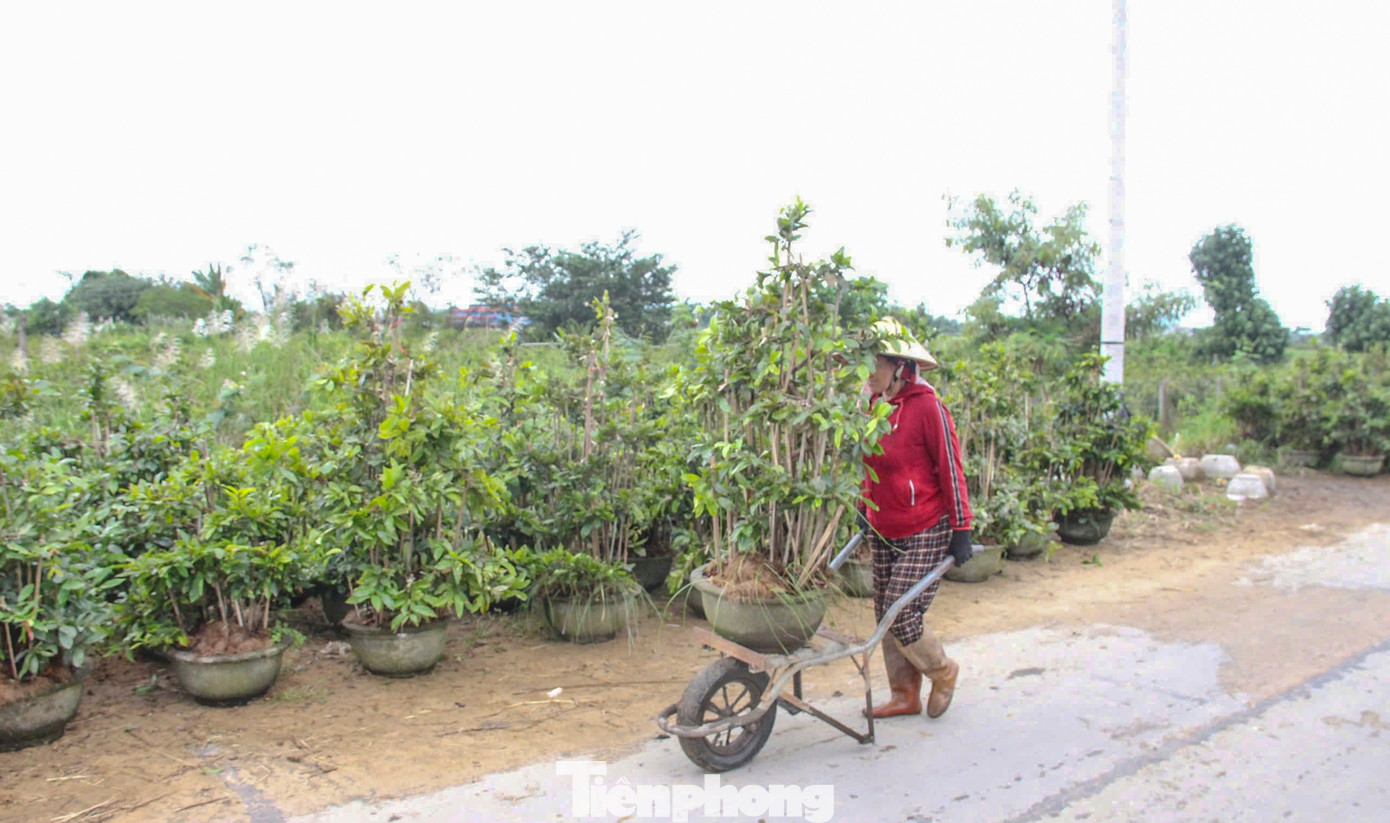 Nông dân trồng mai Tết tất tả 'chạy bão'- Ảnh 5.