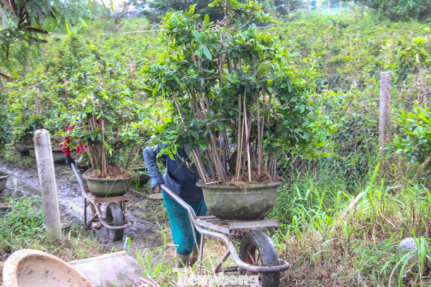 Nông dân trồng mai Tết tất tả 'chạy bão'- Ảnh 2.