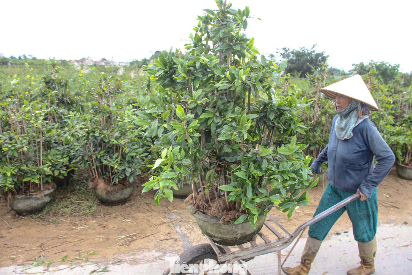 Nông dân trồng mai Tết tất tả 'chạy bão'- Ảnh 3.