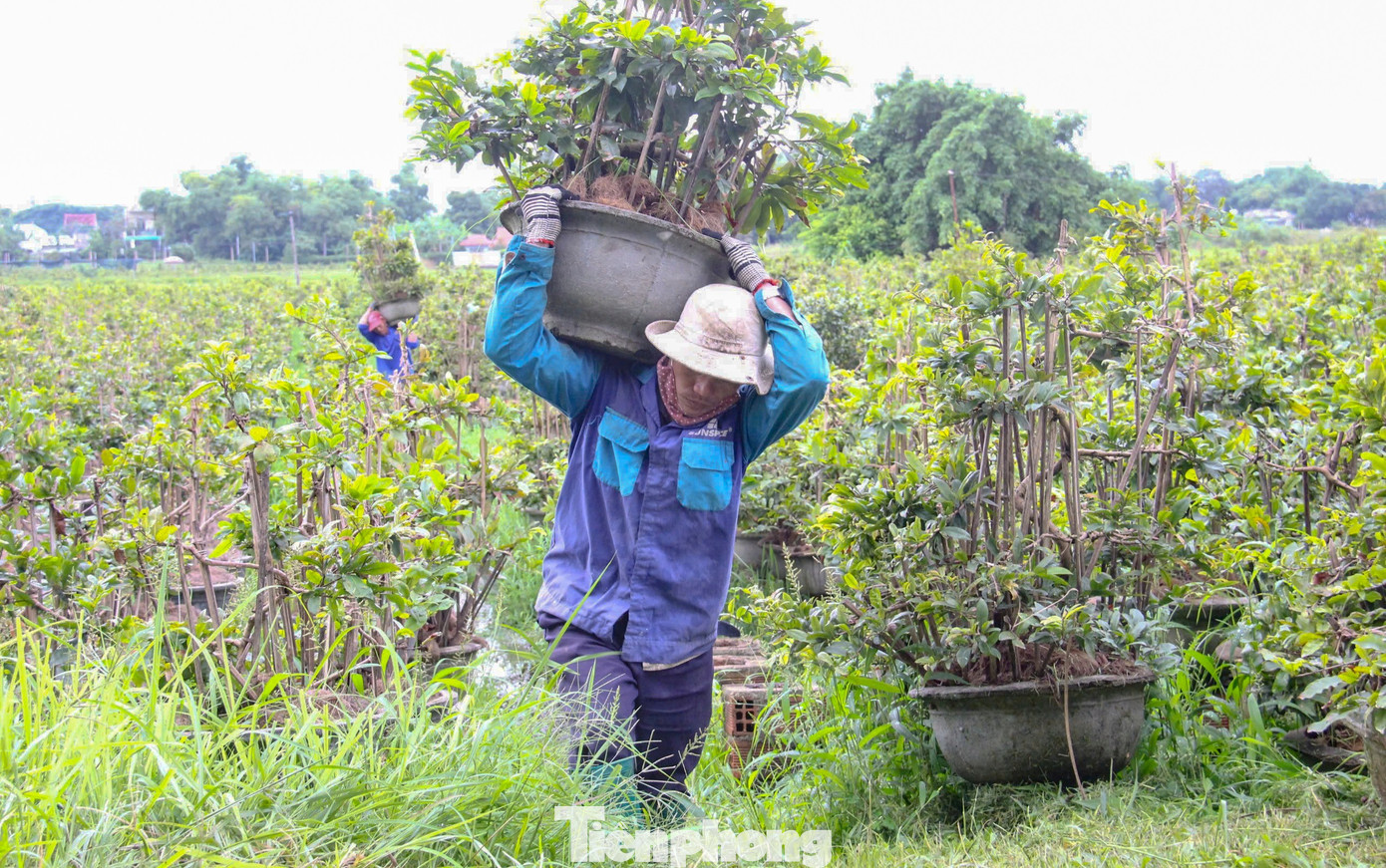 Nông dân trồng mai Tết tất tả 'chạy bão'- Ảnh 4.
