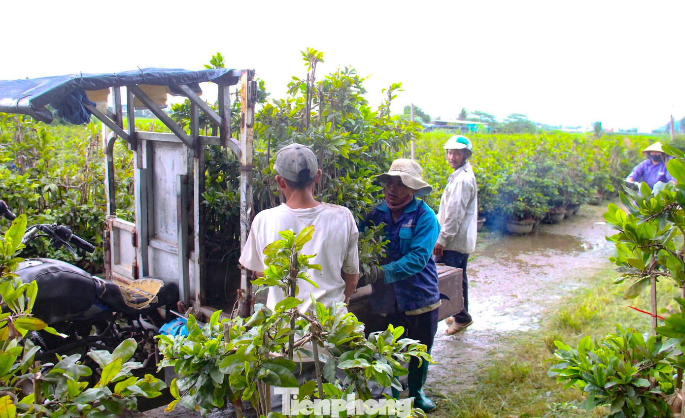 Nông dân trồng mai Tết tất tả 'chạy bão'- Ảnh 7.