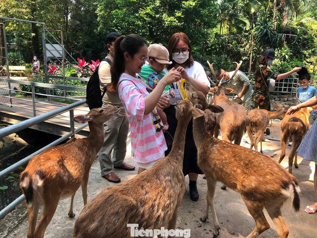 Bất ngờ doanh thu của vườn thú từng bị 'sờ gáy' vì nợ thuế- Ảnh 1.