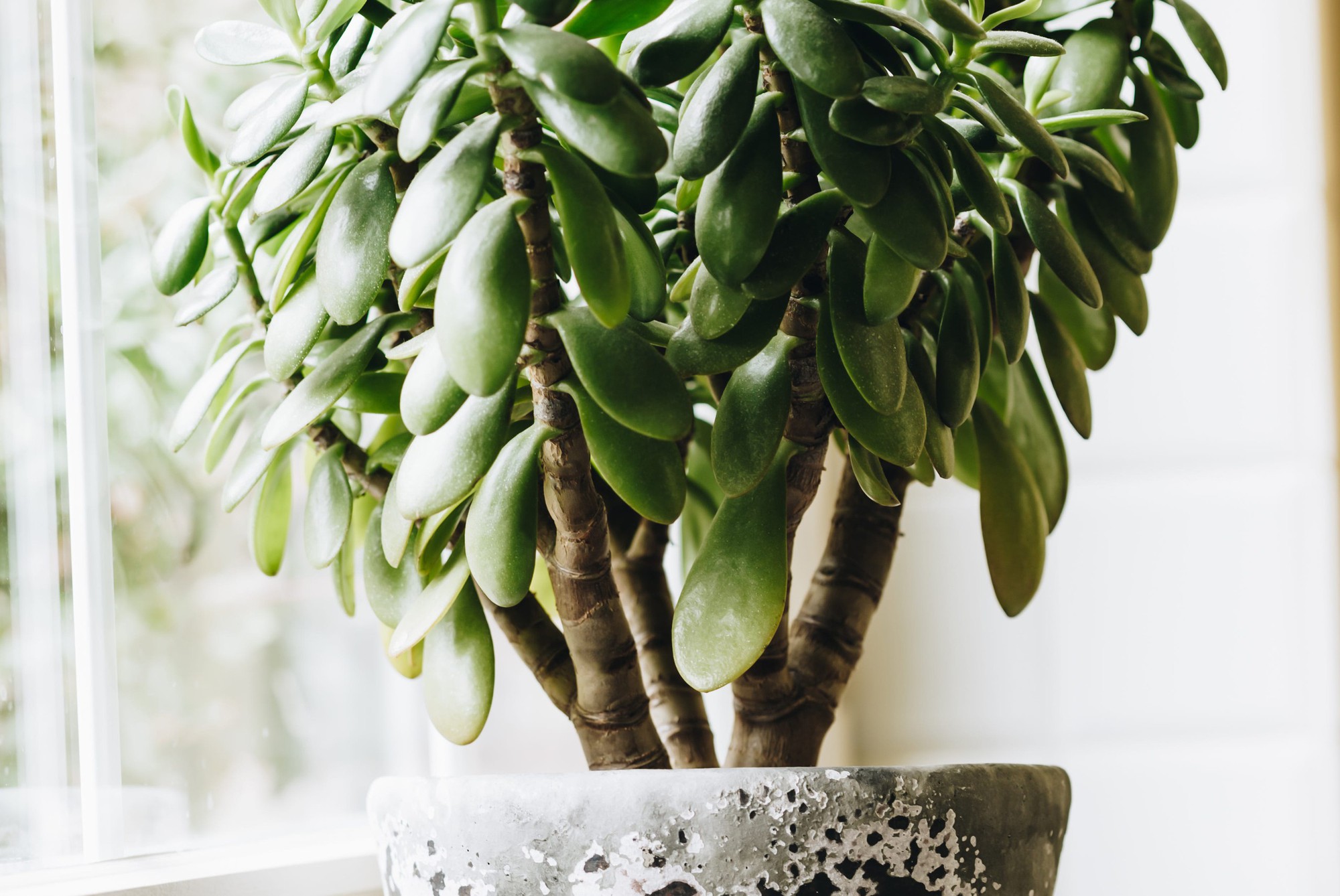 8 loại cây hàng đầu thu hút tài lộc cho bàn làm việc của bạn, đặc biệt nên trồng trong năm 2026!- Ảnh 5. 8 loại cây hàng đầu thu hút tài lộc cho bàn làm việc của bạn, đặc biệt nên trồng trong năm 2026!- Ảnh 5.