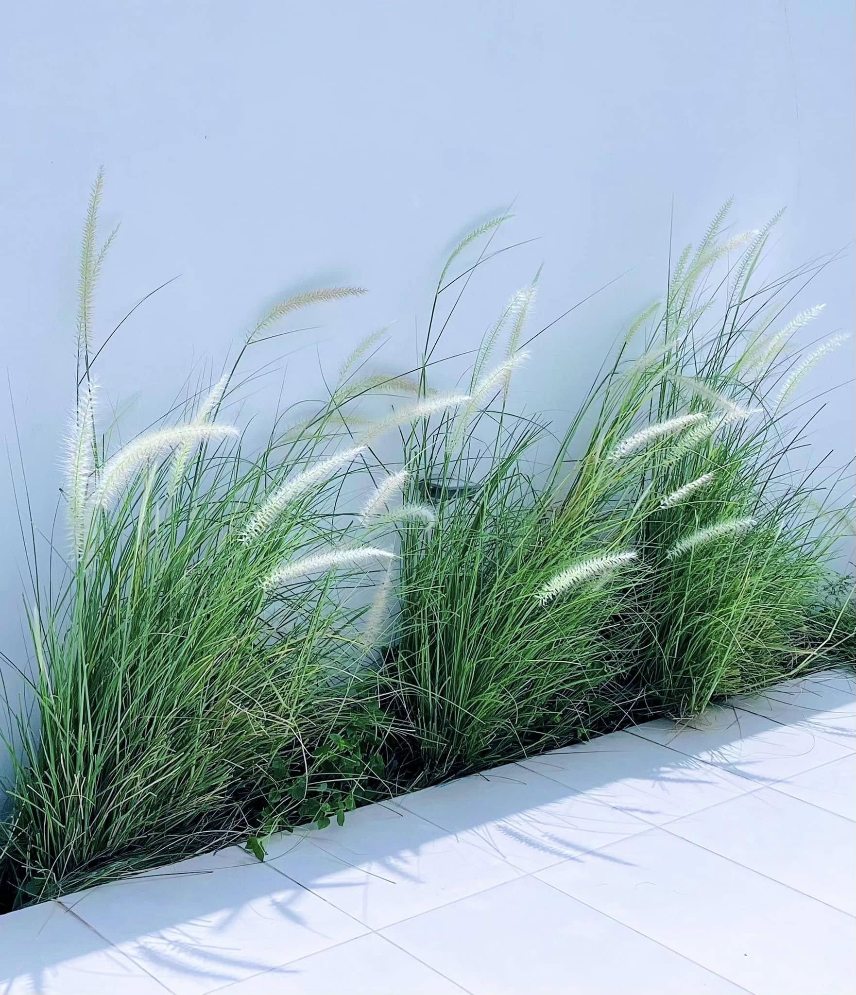 Bạch dinh 22 tỷ rộng 1000m² của Công Vinh - Thuỷ Tiên- Ảnh 6. Bạch dinh 22 tỷ rộng 1000m² của Công Vinh - Thuỷ Tiên- Ảnh 6.