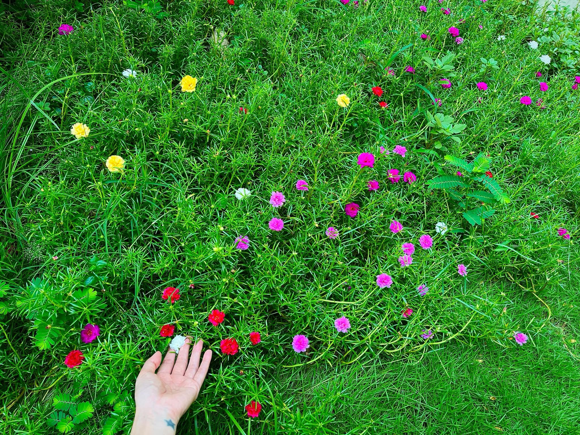 Bạch dinh 22 tỷ rộng 1000m² của Công Vinh - Thuỷ Tiên- Ảnh 5. Bạch dinh 22 tỷ rộng 1000m² của Công Vinh - Thuỷ Tiên- Ảnh 5.