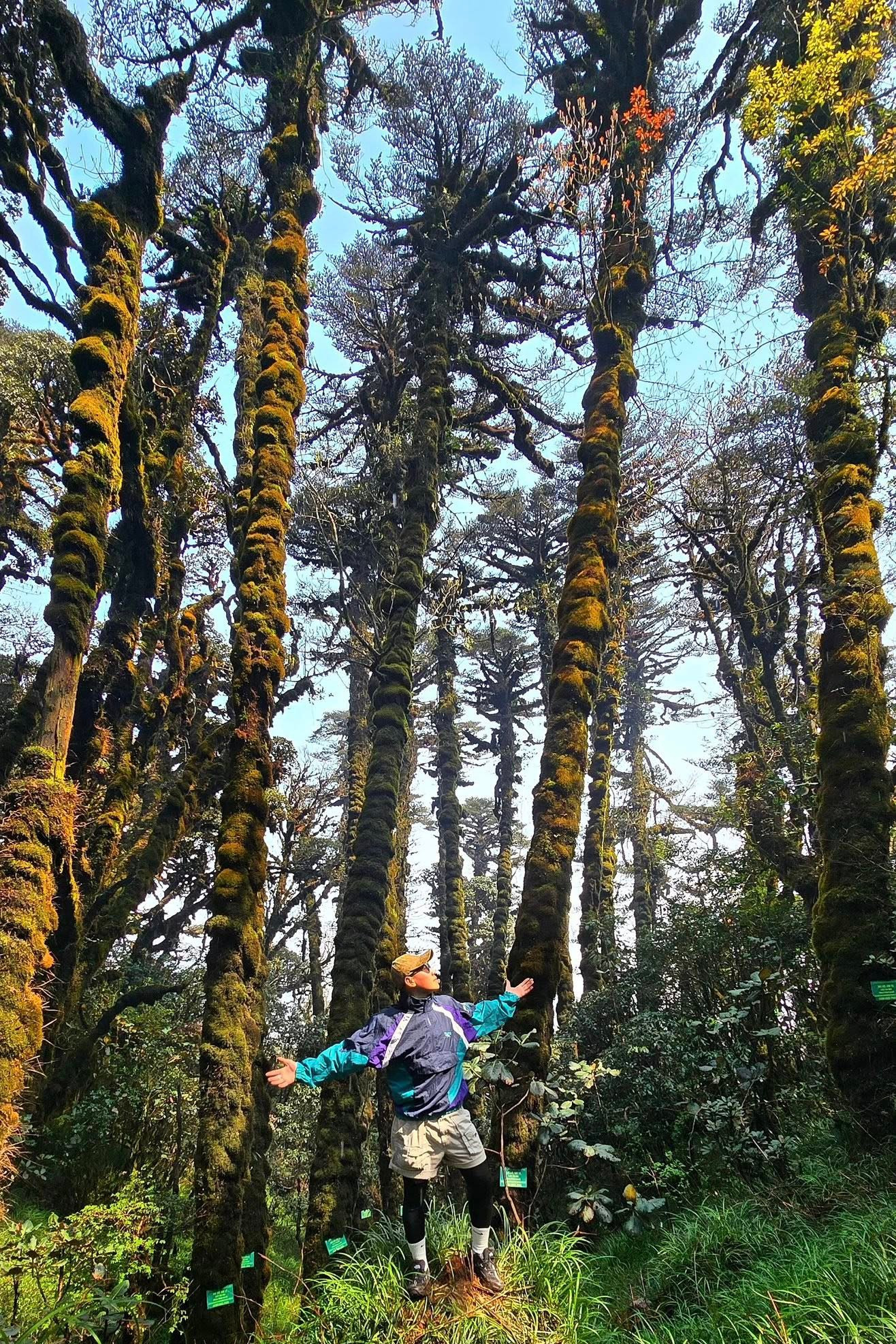 Tận thấy rừng rêu bí ẩn 'bao vây' du khách ở độ cao 2.800m- Ảnh 10.