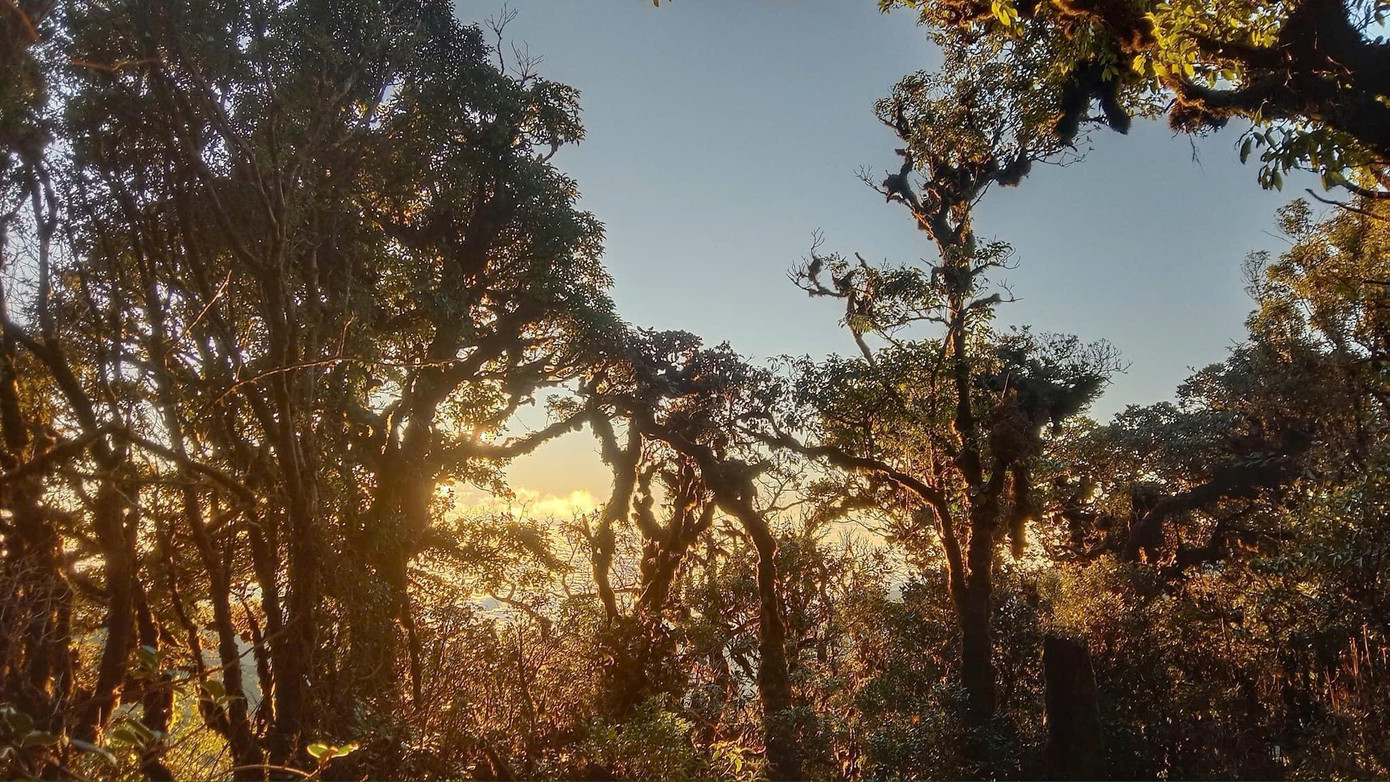 Tận thấy rừng rêu bí ẩn 'bao vây' du khách ở độ cao 2.800m- Ảnh 1.