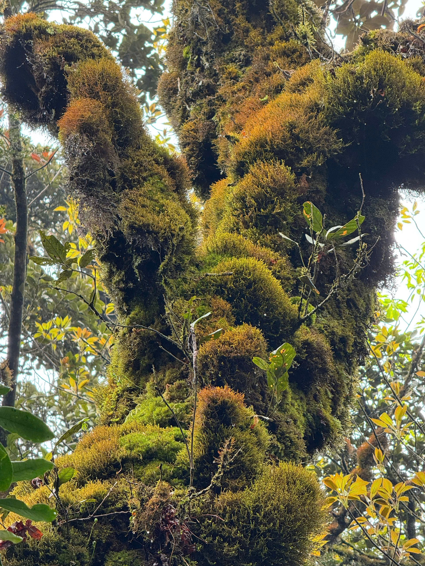 Tận thấy rừng rêu bí ẩn 'bao vây' du khách ở độ cao 2.800m- Ảnh 7.