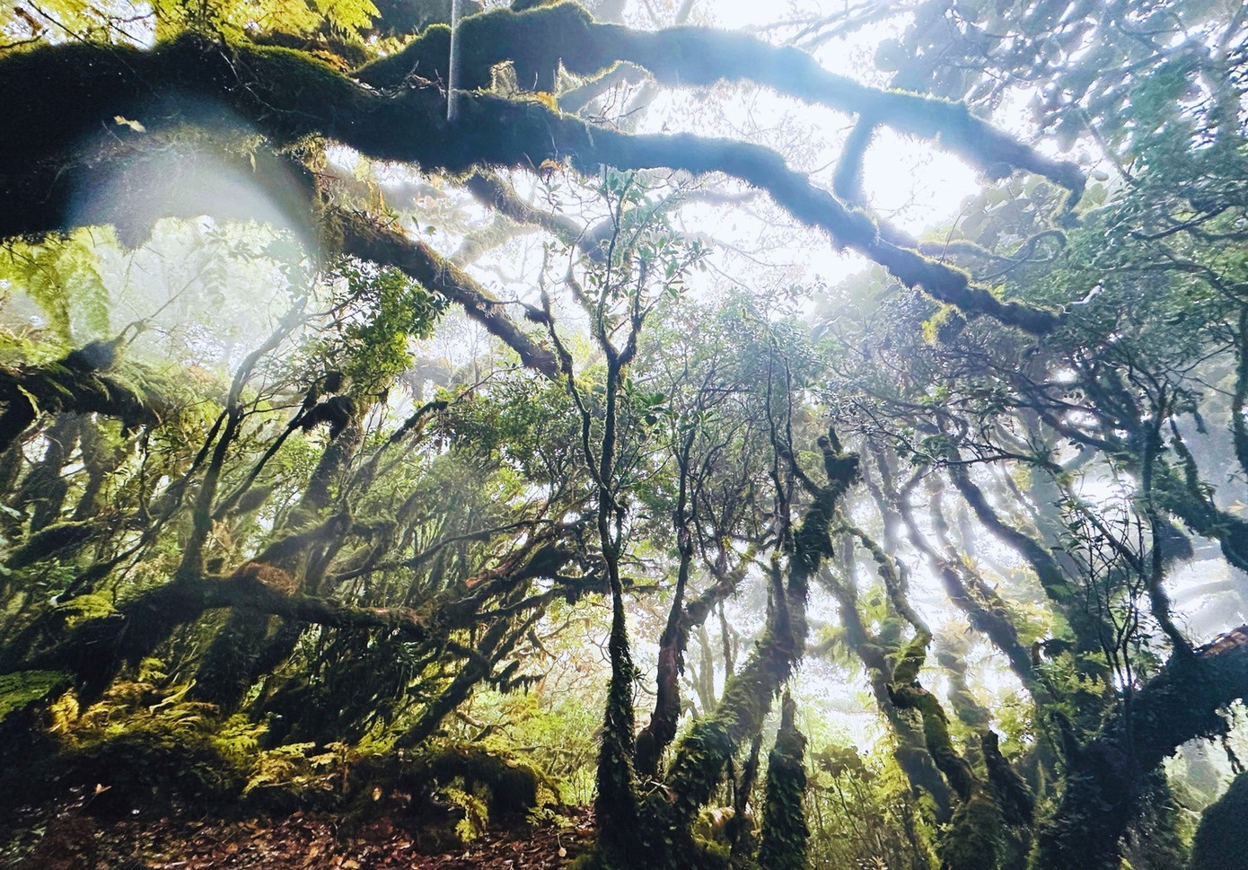 Tận thấy rừng rêu bí ẩn 'bao vây' du khách ở độ cao 2.800m- Ảnh 8.
