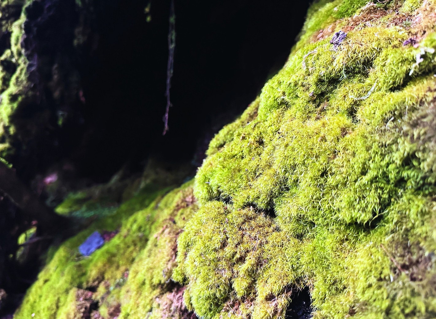 Tận thấy rừng rêu bí ẩn 'bao vây' du khách ở độ cao 2.800m- Ảnh 5.