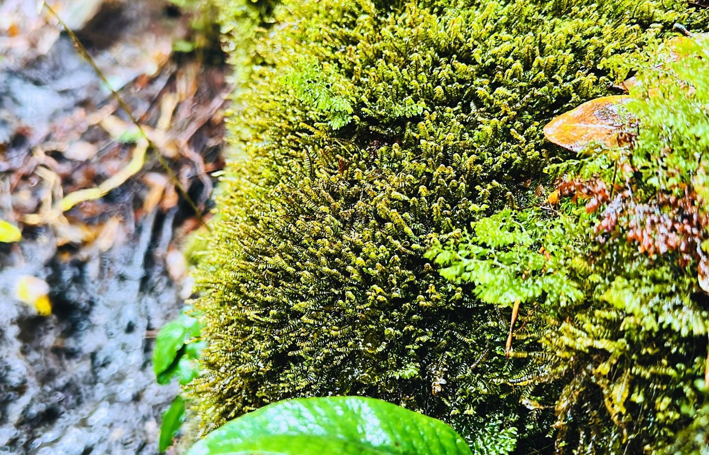 Tận thấy rừng rêu bí ẩn 'bao vây' du khách ở độ cao 2.800m- Ảnh 4.