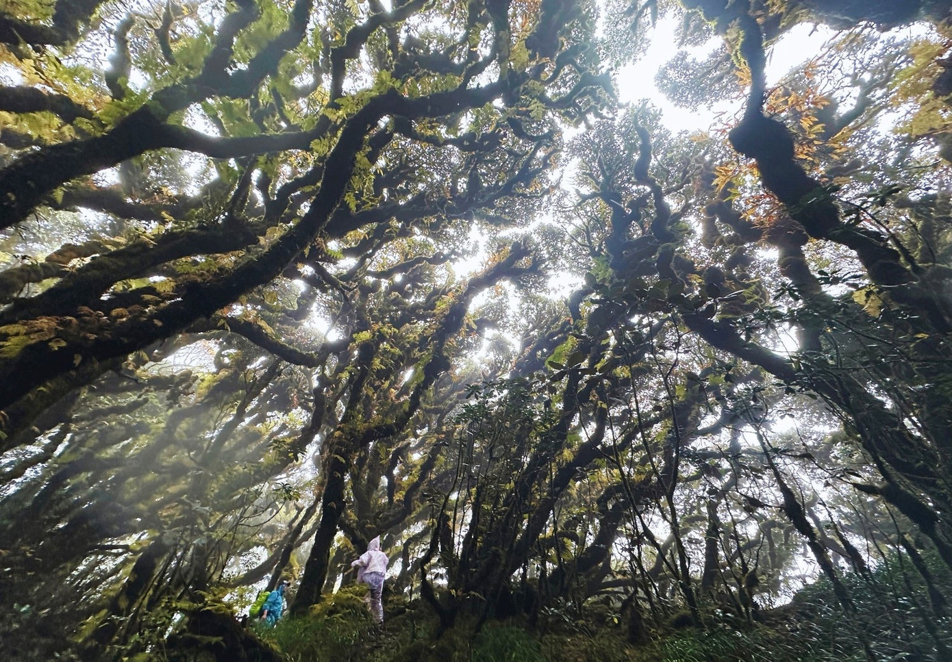 Tận thấy rừng rêu bí ẩn 'bao vây' du khách ở độ cao 2.800m- Ảnh 2.