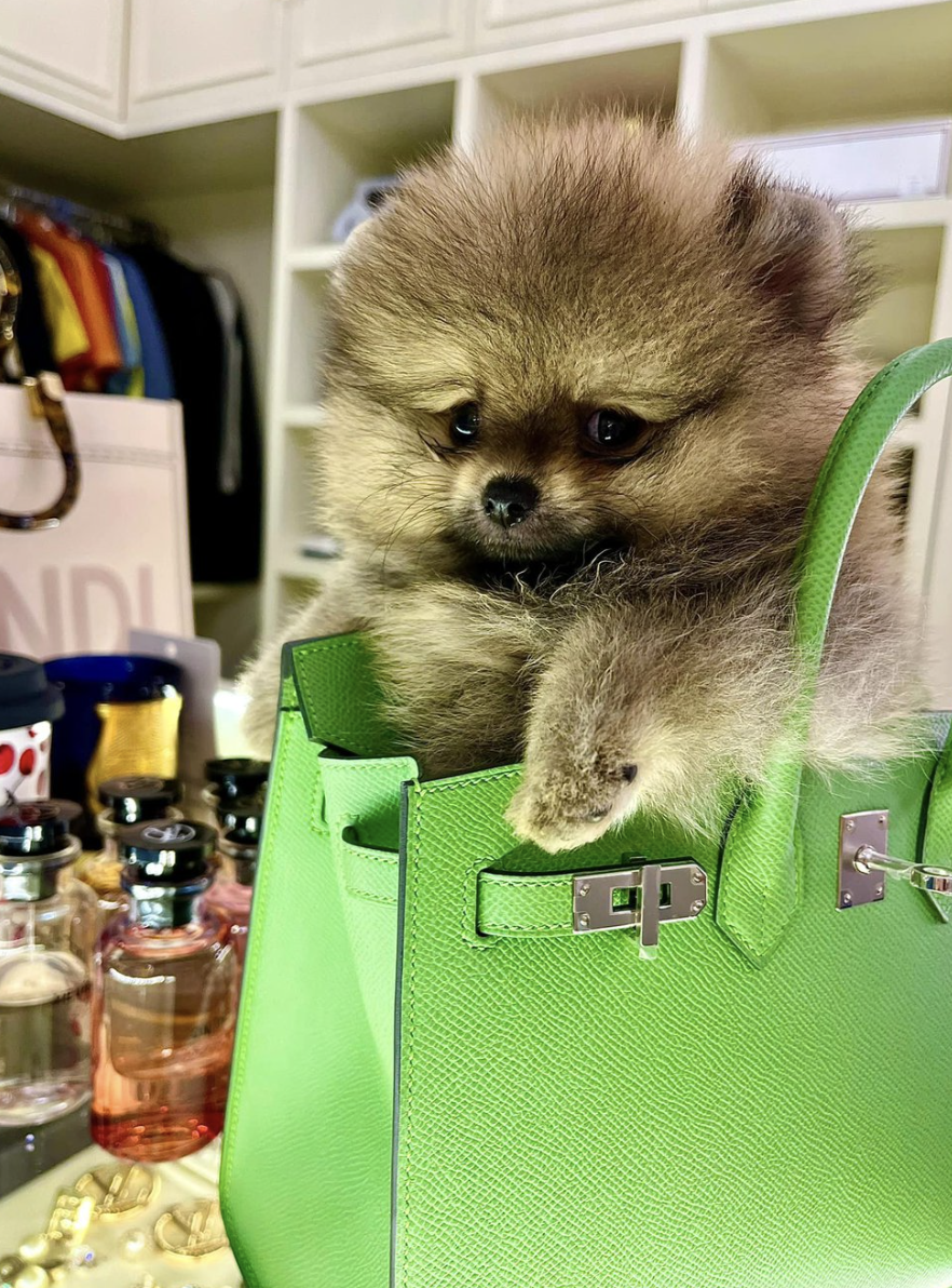 BST túi hàng hiệu của Đoàn Di Băng: Hermès đựng cún cưng, Dior và Chanel để đi chợ- Ảnh 17.