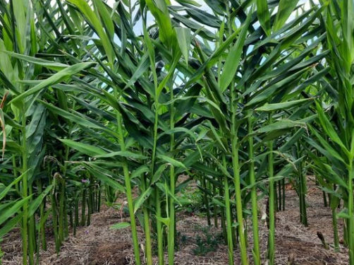 Loại củ là gia vị quý của thế giới Việt Nam trồng bạt ngàn: Thu về hơn 48 triệu USD kể từ đầu năm, nước ta là ông lớn thứ 3 thế giới- Ảnh 1. Loại củ là gia vị quý của thế giới Việt Nam trồng bạt ngàn: Thu về hơn 48 triệu USD kể từ đầu năm, nước ta là ông lớn thứ 3 thế giới- Ảnh 1.