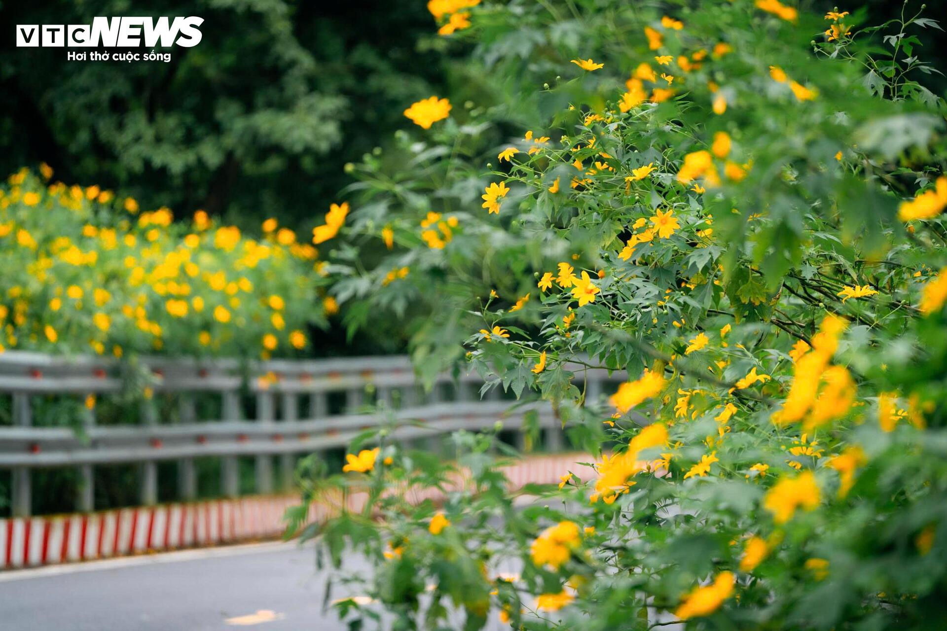 Mùa dã quỳ phủ vàng sườn núi Ba Vì, khách đổ về săn ảnh đầu đông- Ảnh 3.