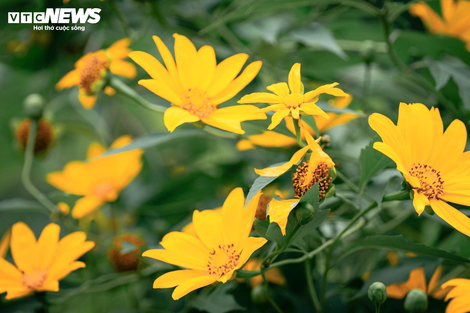 Mùa dã quỳ phủ vàng sườn núi Ba Vì, khách đổ về săn ảnh đầu đông- Ảnh 4.