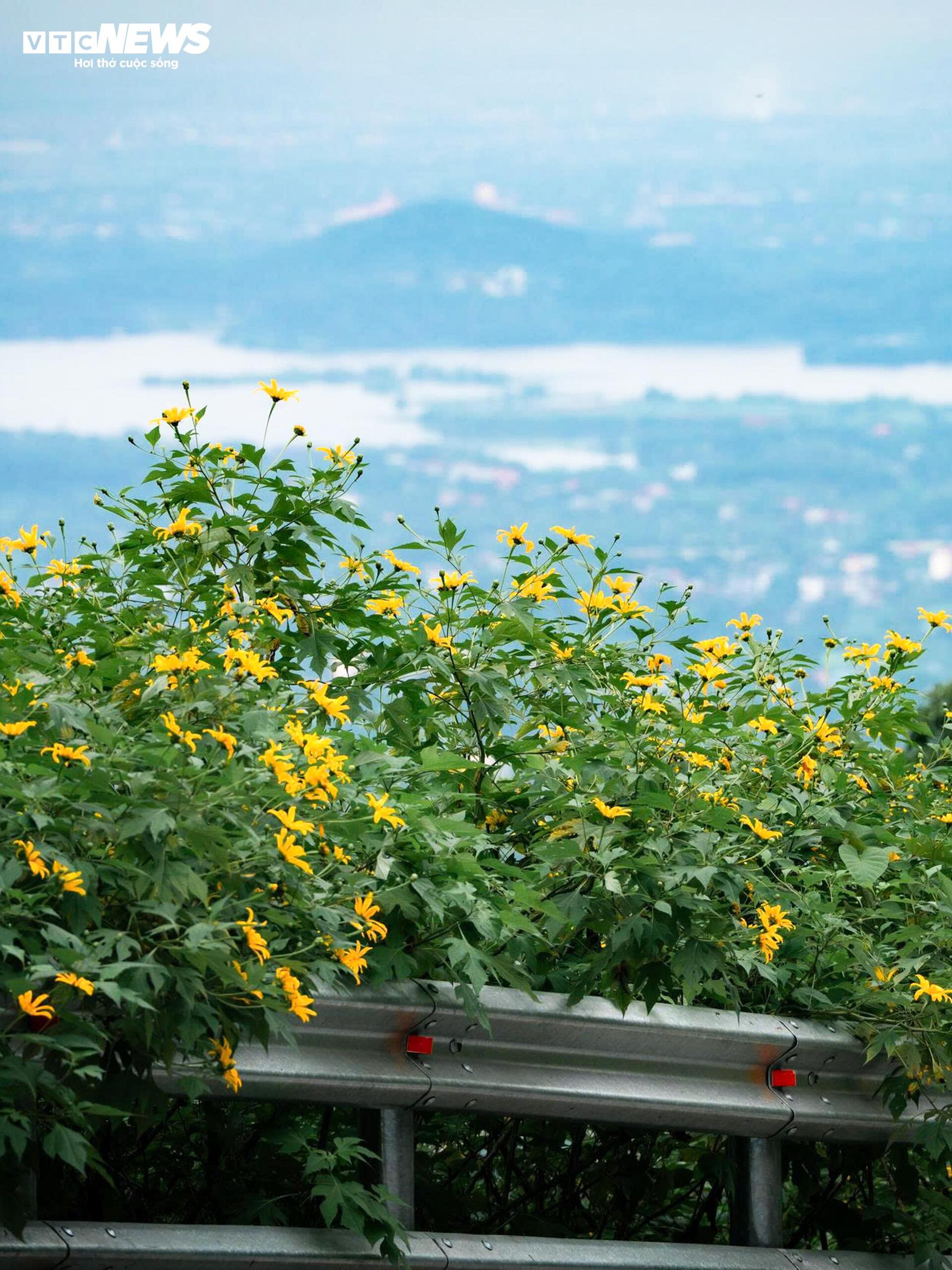 Mùa dã quỳ phủ vàng sườn núi Ba Vì, khách đổ về săn ảnh đầu đông- Ảnh 6.