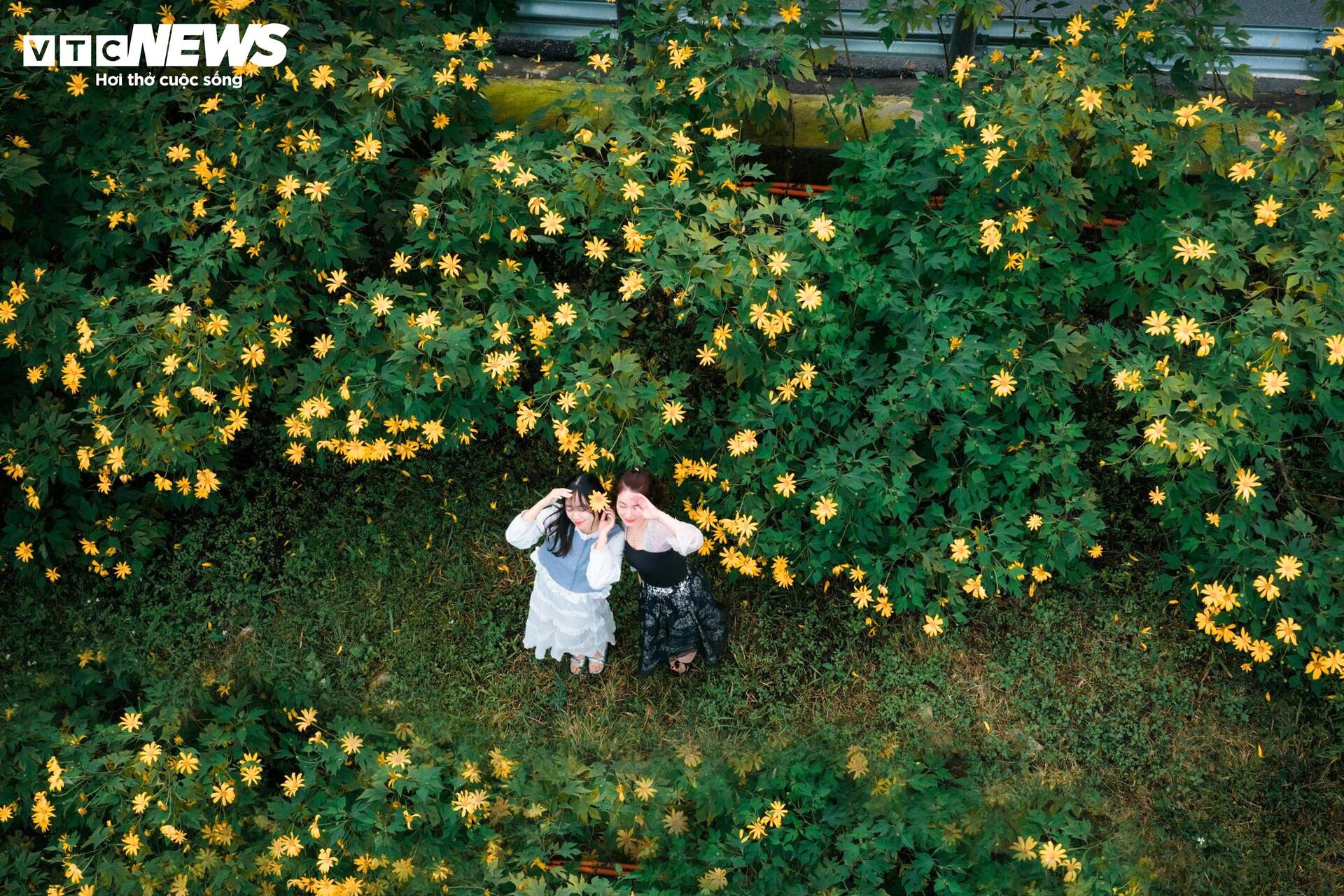 Mùa dã quỳ phủ vàng sườn núi Ba Vì, khách đổ về săn ảnh đầu đông- Ảnh 7.