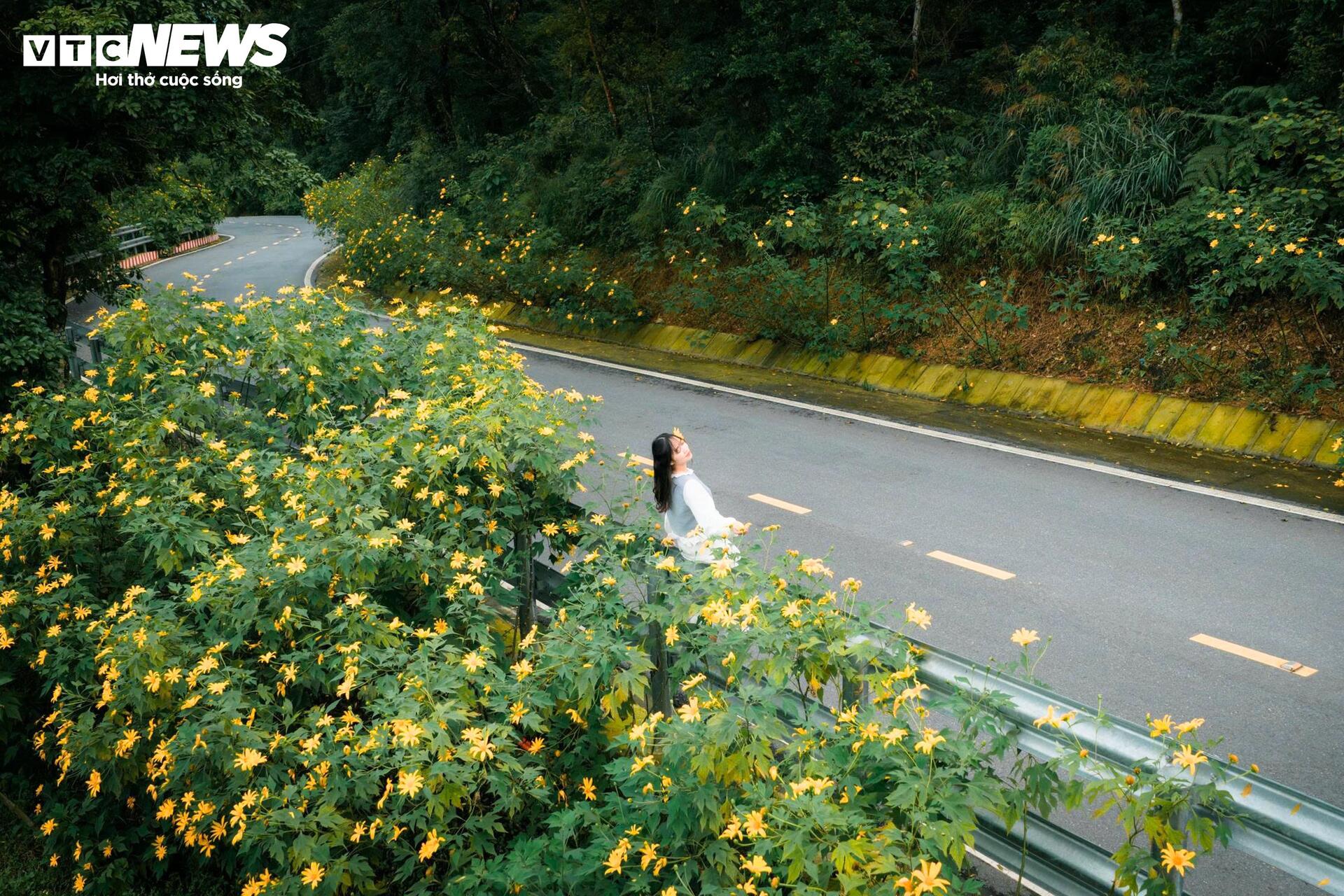 Mùa dã quỳ phủ vàng sườn núi Ba Vì, khách đổ về săn ảnh đầu đông- Ảnh 8.