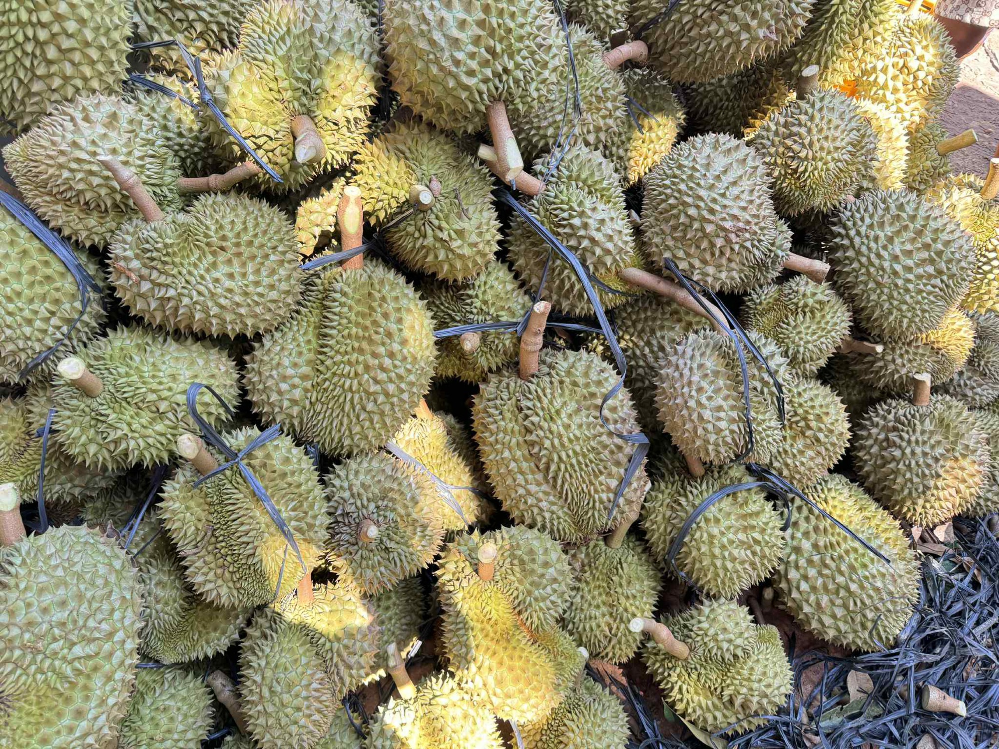 Lời cảnh tỉnh cho ngành sầu riêng- Ảnh 1. Lời cảnh tỉnh cho ngành sầu riêng- Ảnh 1.