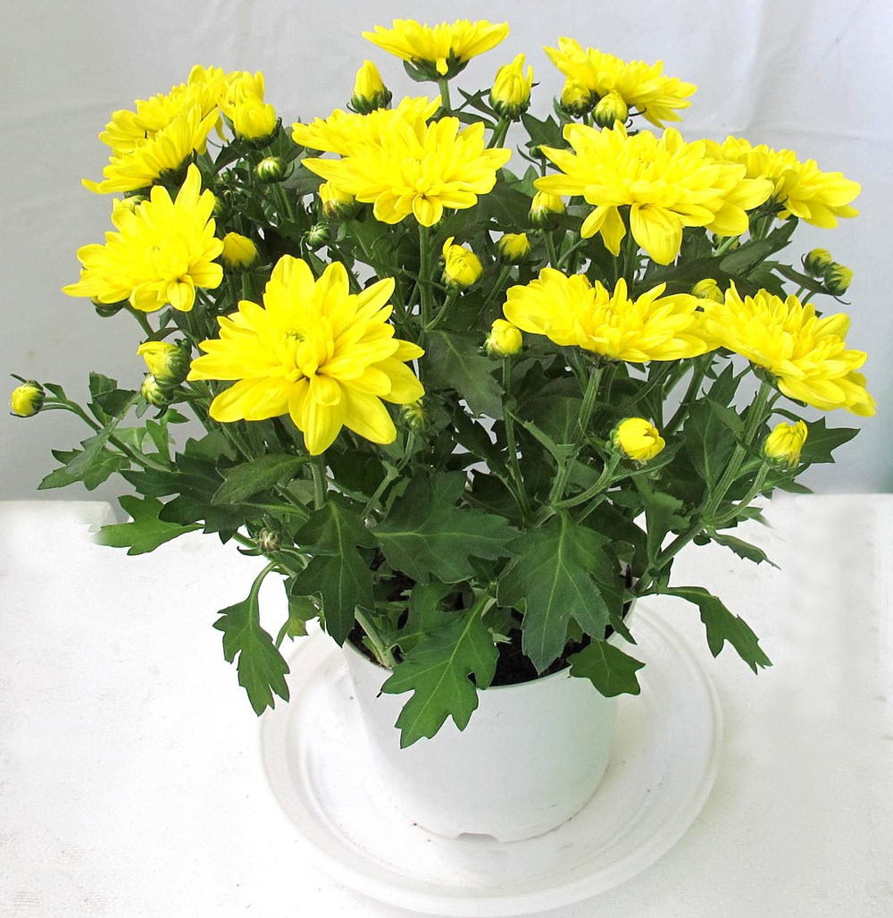 4 loại cây tạo ra luồng khí hút tài lộc, giúp gia chủ khỏe mạnh- Ảnh 1.