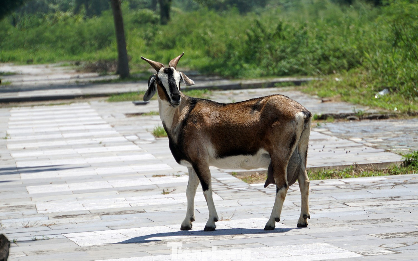 Sốt ruột hình ảnh khách sạn hạng sang 'đắp chiếu' ở Đồ Sơn- Ảnh 15.