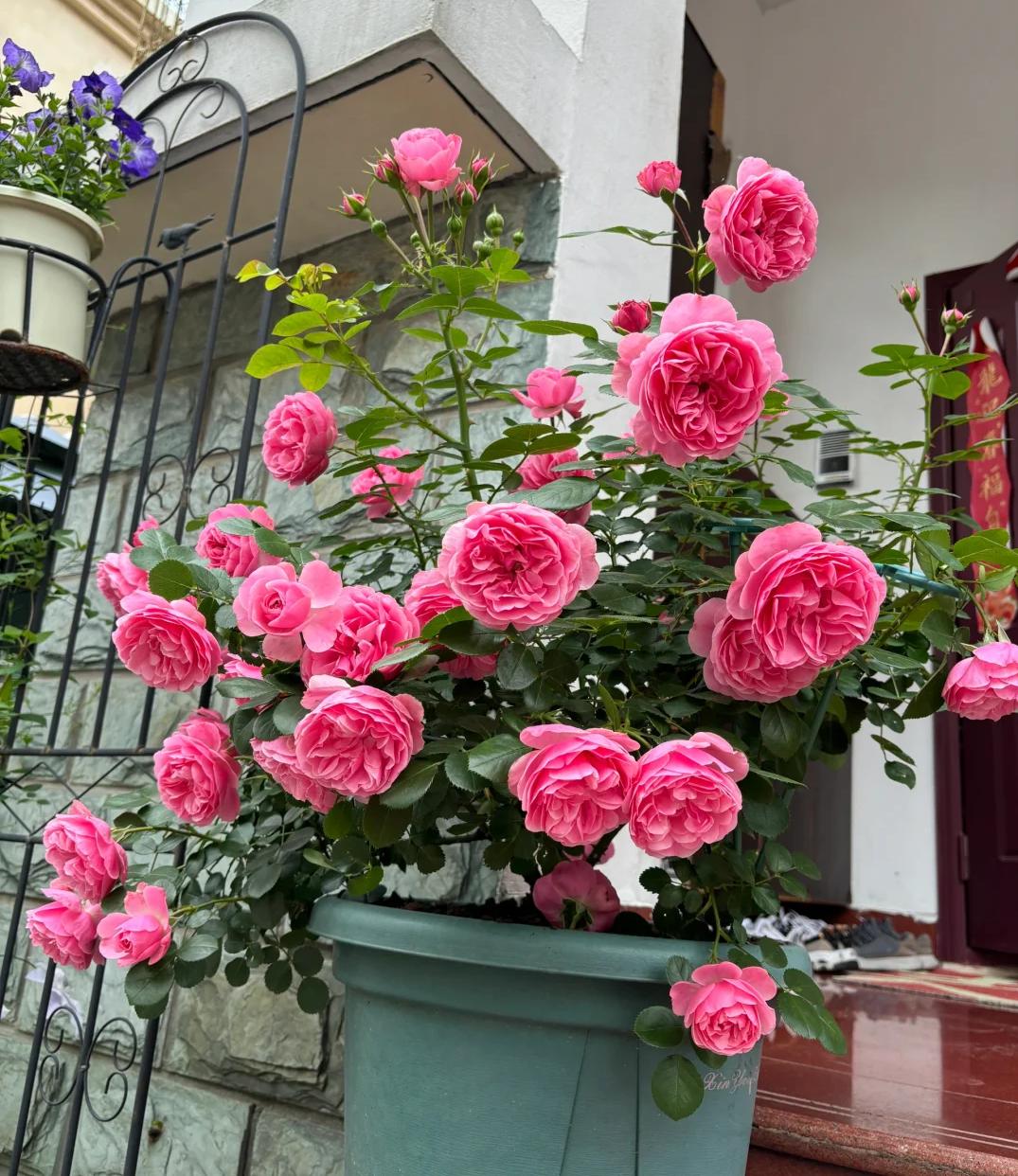 Trồng 1 trong 5 loại hoa này trước cửa, 9/10 gia đình đều “đón lộc vào nhà”- Ảnh 1. Trồng 1 trong 5 loại hoa này trước cửa, 9/10 gia đình đều “đón lộc vào nhà”- Ảnh 1.