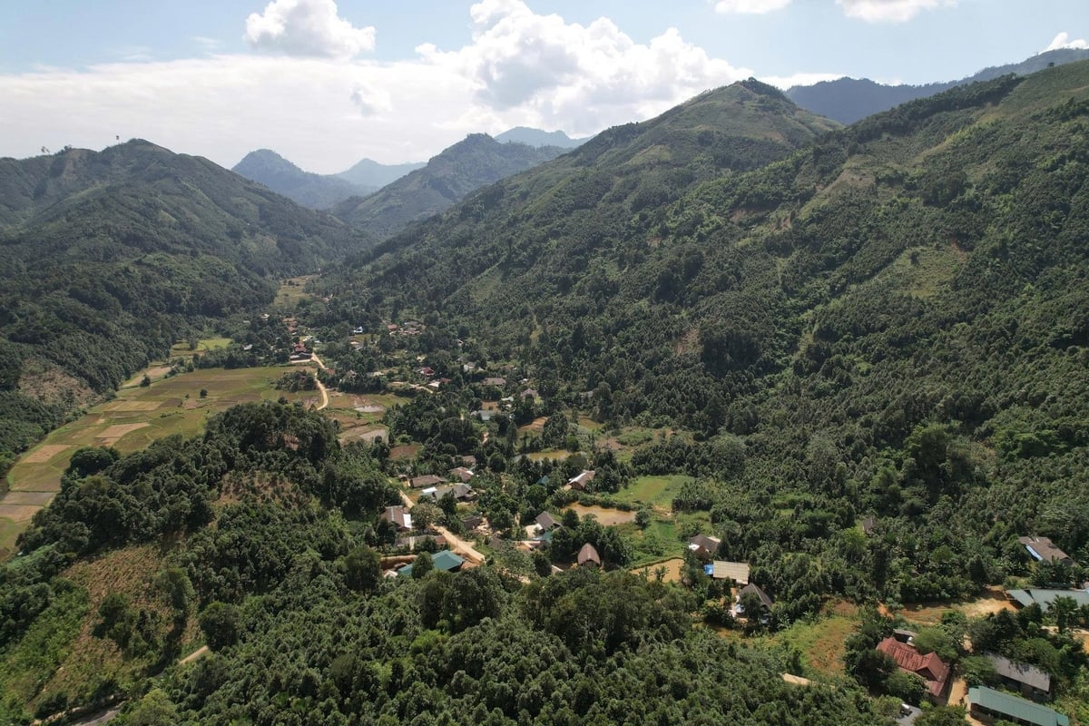 Loài cây làm giàu mệnh danh “cây hạnh phúc”, đưa Việt Nam vào nhóm Top 3 toàn cầu- Ảnh 1. Loài cây làm giàu mệnh danh “cây hạnh phúc”, đưa Việt Nam vào nhóm Top 3 toàn cầu- Ảnh 1.