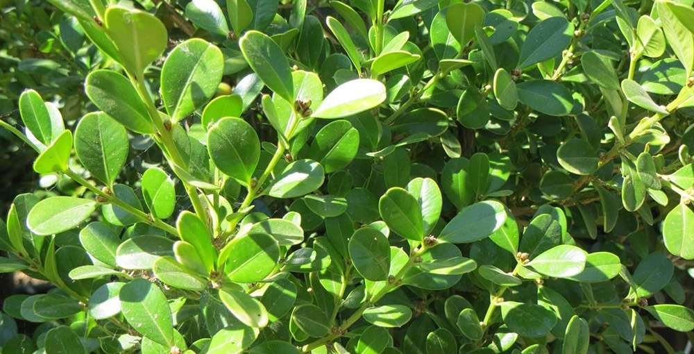 Trồng 3 cây này trong nhà: Tà khí không dám bén mảng, tiền tài tự tìm đến- Ảnh 1. Trồng 3 cây này trong nhà: Tà khí không dám bén mảng, tiền tài tự tìm đến- Ảnh 1.