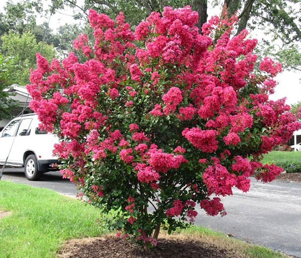 Trồng 3 cây này trong nhà: Tà khí không dám bén mảng, tiền tài tự tìm đến- Ảnh 3. Trồng 3 cây này trong nhà: Tà khí không dám bén mảng, tiền tài tự tìm đến- Ảnh 3.