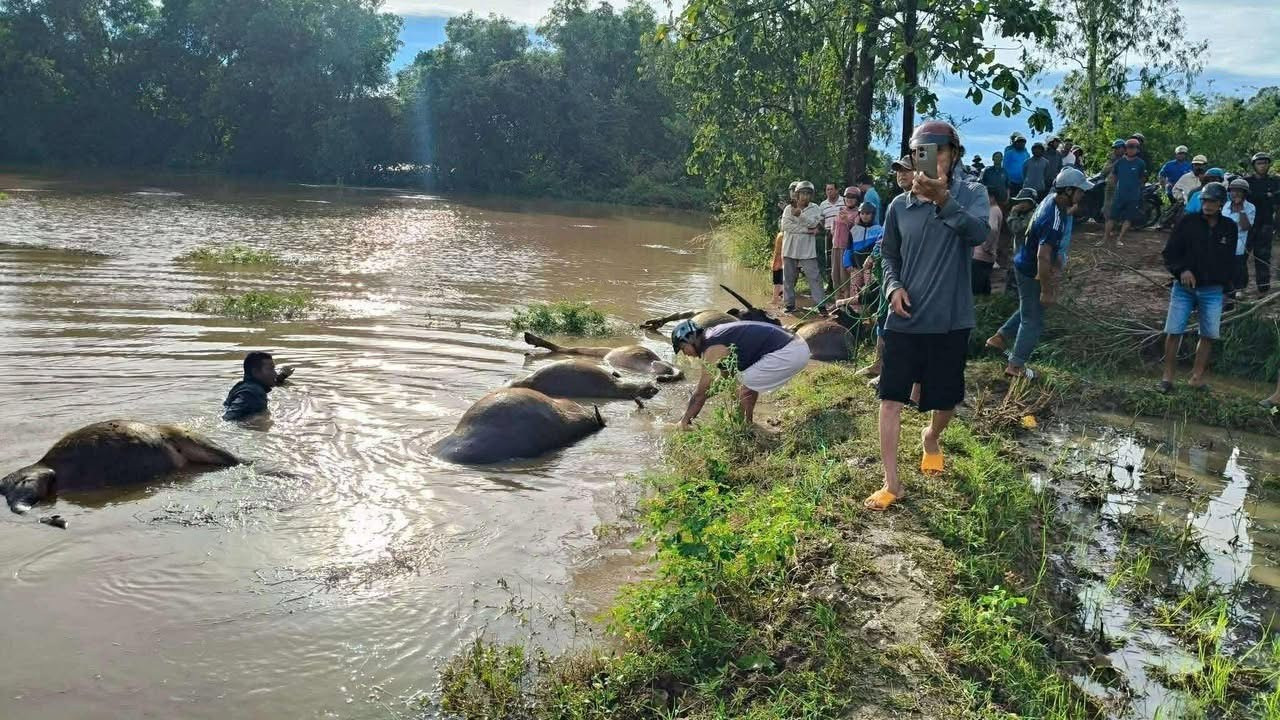 Xót xa hàng chục con trâu ở Đắk Lắk bị ngạt nước chết do bão số 13- Ảnh 2.