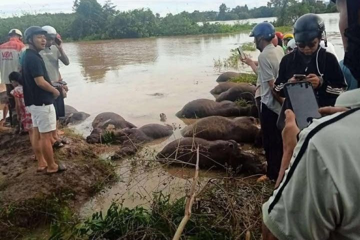 Xót xa hàng chục con trâu ở Đắk Lắk bị ngạt nước chết do bão số 13- Ảnh 1.