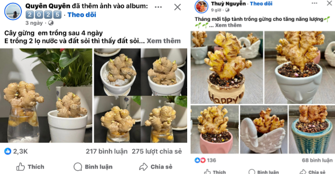 Thú trồng gừng bonsai trải dài từ MXH Trung về đến MXH Việt, ai cũng mê mẩn vì vừa làm sạch không khí vừa "hút tài lộc ầm ầm"- Ảnh 2.