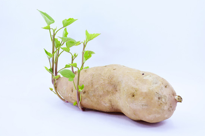 4 loại thực phẩm khi mọc mầm càng tăng giá trị- Ảnh 3.