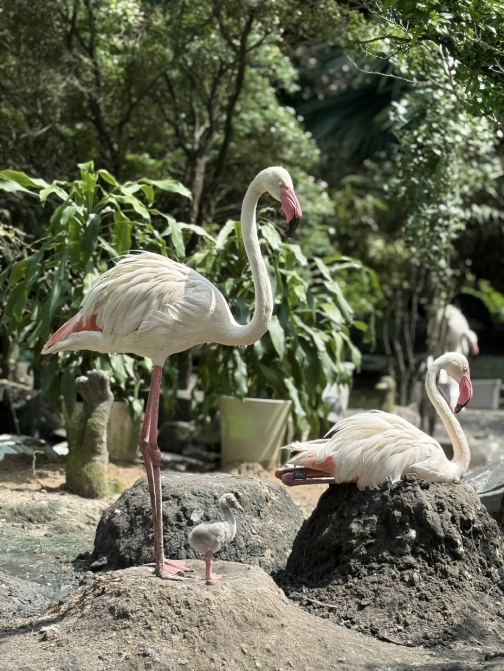 Thảo Cầm Viên lên tiếng về Sơn Tùng M-TP- Ảnh 4. Thảo Cầm Viên lên tiếng về Sơn Tùng M-TP- Ảnh 4.