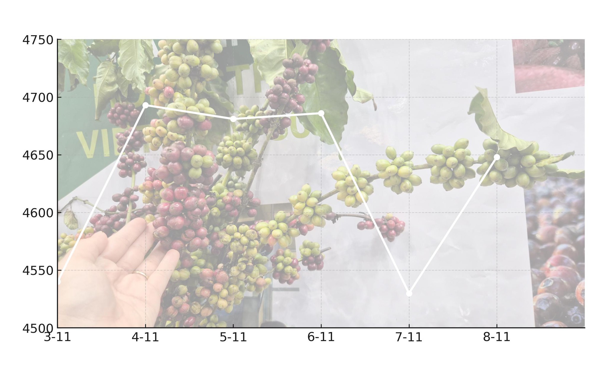 Giá cà phê hôm nay 8 -11: Quay đầu tăng mạnh- Ảnh 1. Giá cà phê hôm nay 8 -11: Quay đầu tăng mạnh- Ảnh 1.